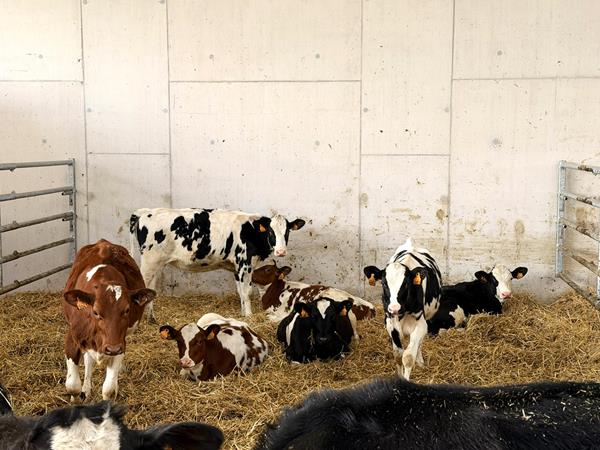 Étable vaches laitière et silos couloirs à Buschrodt