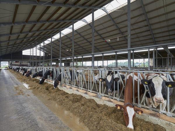 Étable pour jeunes bovins et vaches laitières à Wincrange