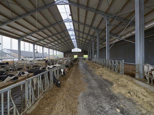 Étable pour jeunes bovins et vaches laitières à Wincrange