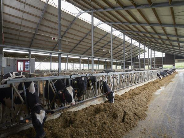 Étable pour jeunes bovins et vaches laitières à Wincrange