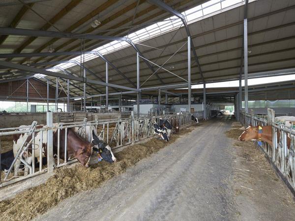 Étable de vaches laitières à Hautbellain