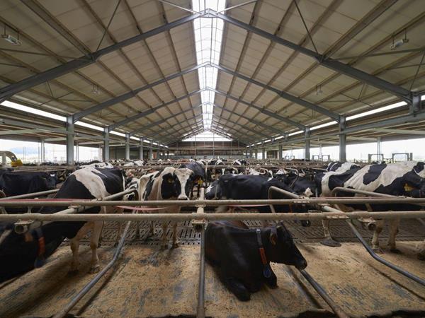 Étable de vaches laitières à Hautbellain