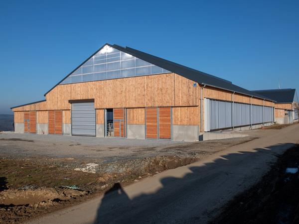 Étable moderne pour vaches laitières (84 x 45m) à Bockholtz