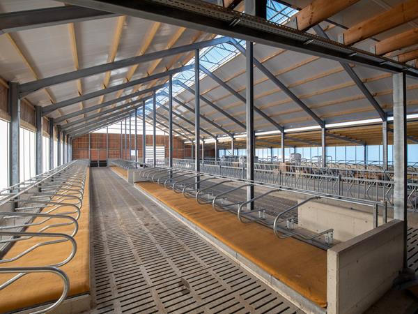 Étable moderne pour vaches laitières (84 x 45m) à Bockholtz