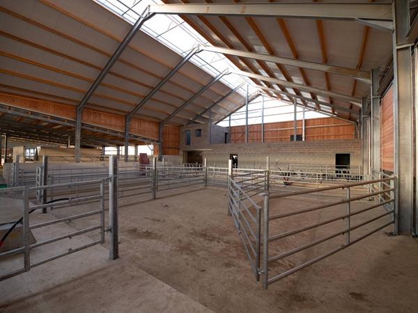 Étable moderne pour vaches laitières (84 x 45m) à Bockholtz