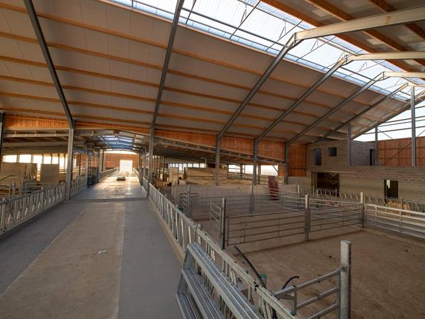 Étable moderne pour vaches laitières (84 x 45m) à Bockholtz