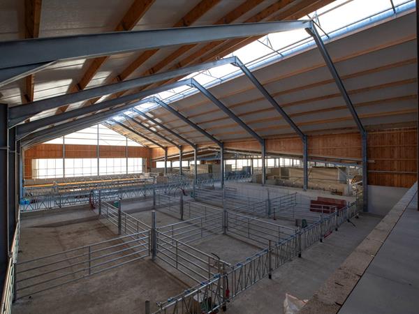 Étable moderne pour vaches laitières (84 x 45m) à Bockholtz