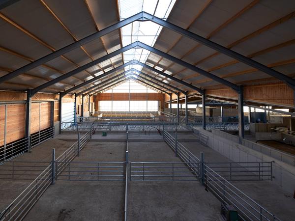 Étable moderne pour vaches laitières (84 x 45m) à Bockholtz