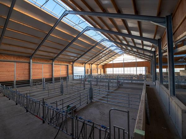 Étable moderne pour vaches laitières (84 x 45m) à Bockholtz