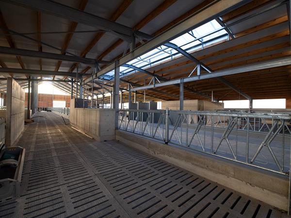 Étable moderne pour vaches laitières (84 x 45m) à Bockholtz